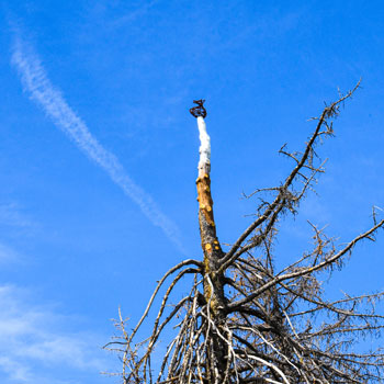 Scottie Burgess cast iron public art installation sustainable upcycled dead tree landmark exhibition