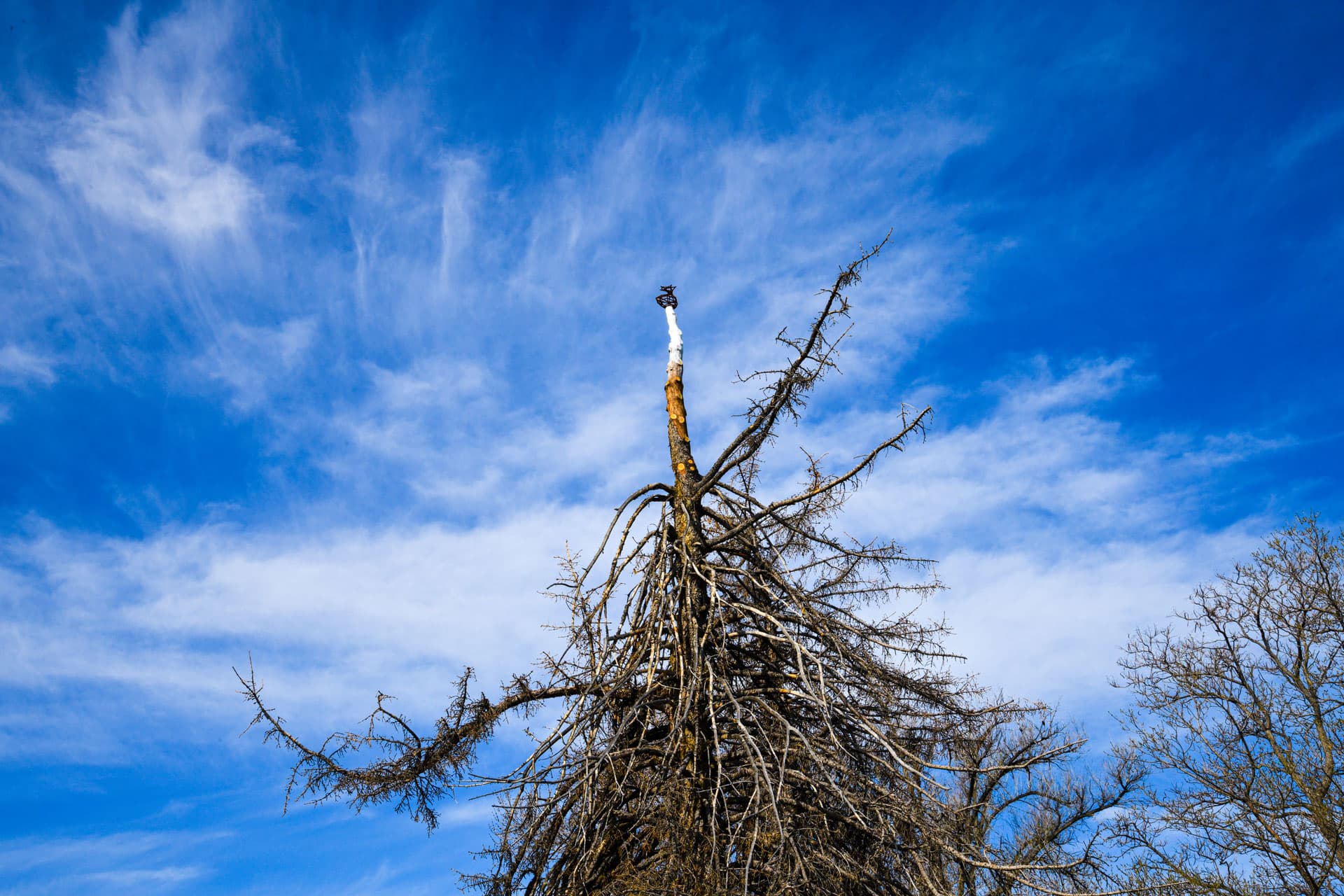 Scottie Burgess cast iron public art installation sustainable upcycled dead tree landmark exhibition