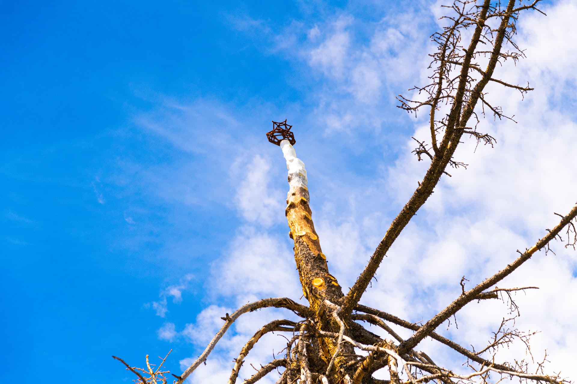 Scottie Burgess cast iron public art installation sustainable upcycled dead tree landmark exhibition