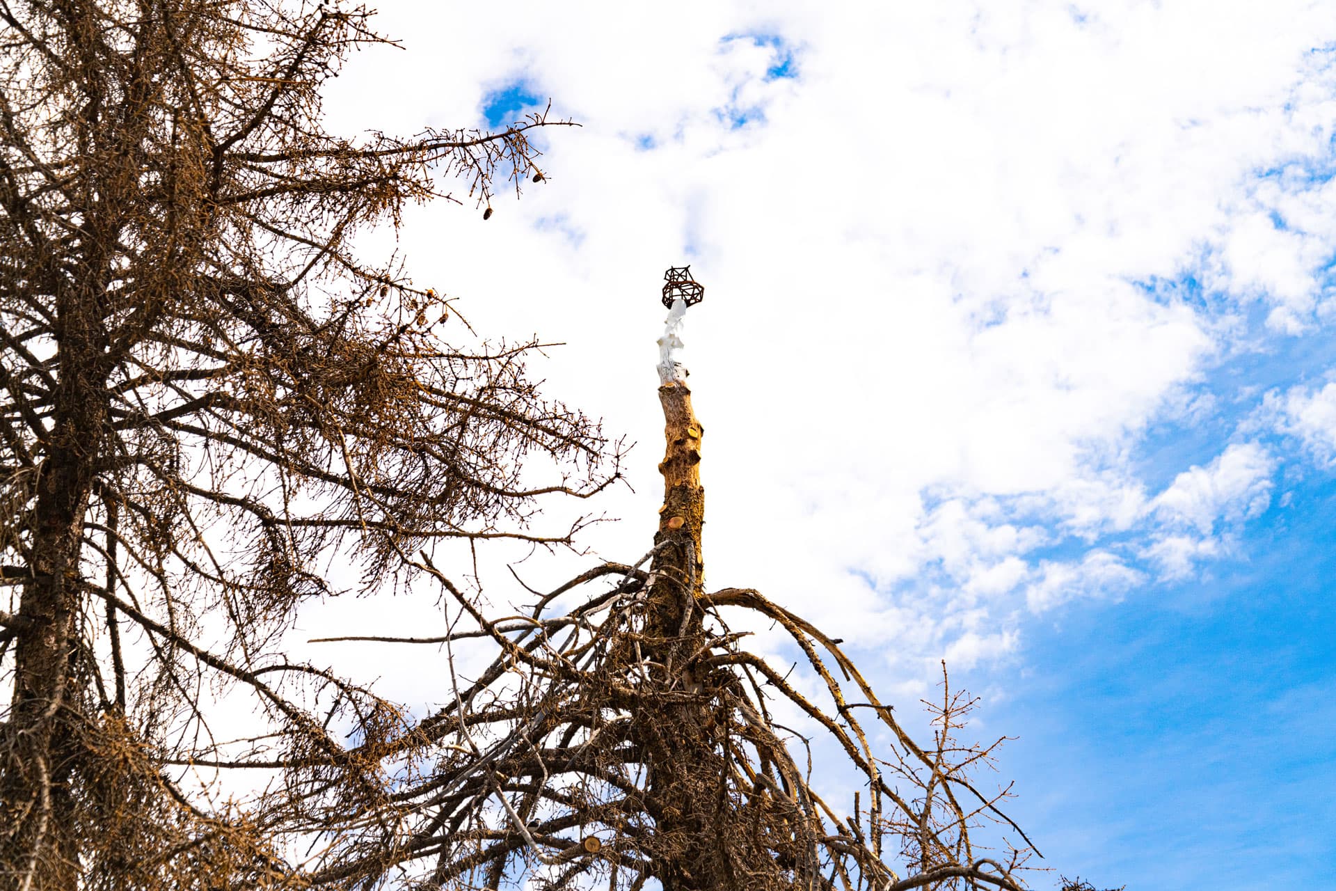 Scottie Burgess cast iron public art installation sustainable upcycled dead tree landmark exhibition